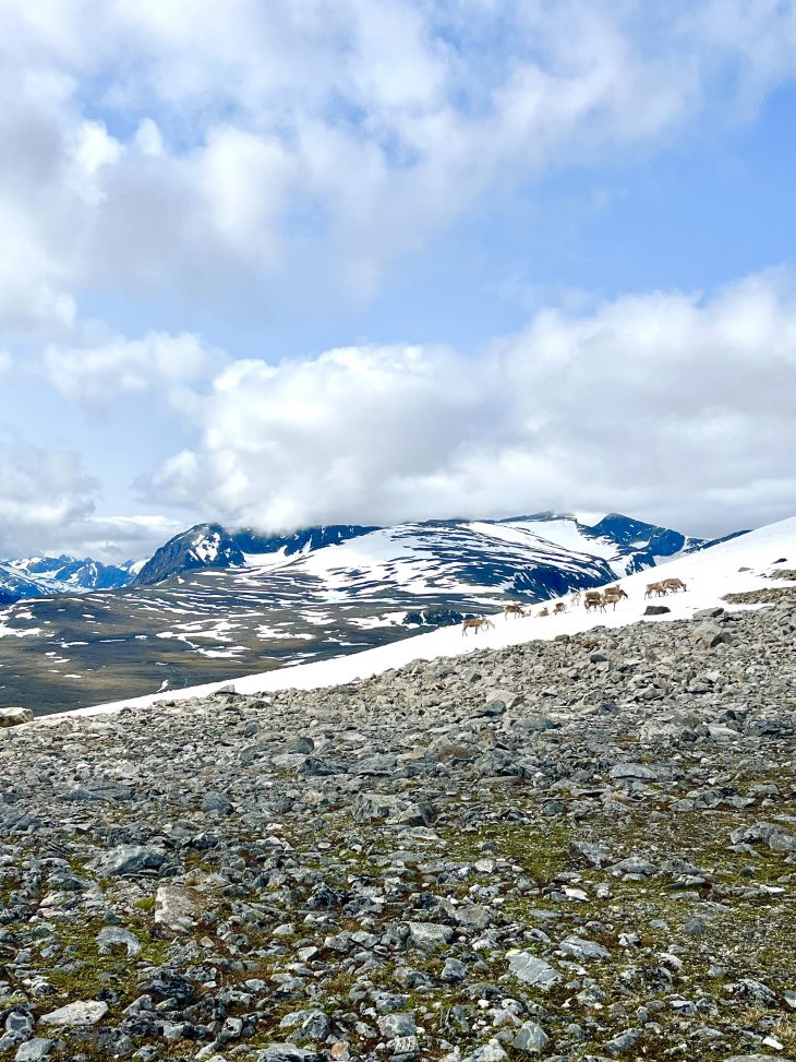 Premier troupeau de rennes !, Traversée du Jotunheimen à pied