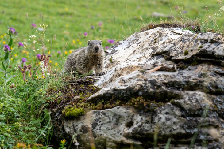 Marmotte, Vanoise