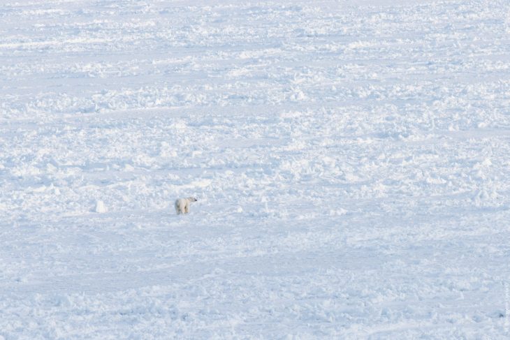 Itinérance à ski-pulka vers la Côte Est du Spitzberg