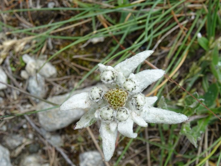 Edeilweiss, Tour du Mont Rose