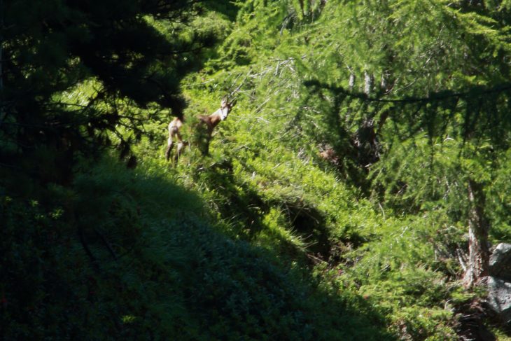 Chamois, Tour du Mont Rose