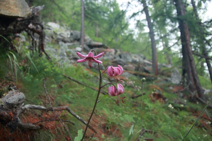 Lys martagon, tour du Mont Rose