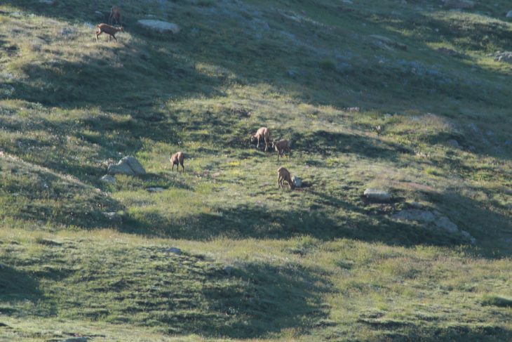 Chamois, Tour du Mont Rose