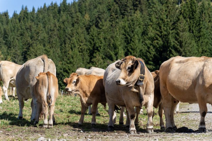 Vaches, Tour des Lacs des 7 Laux