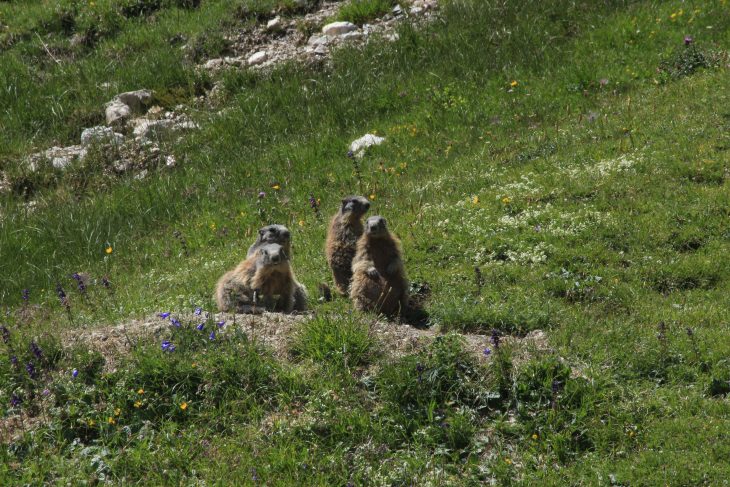 Marmottes, Dolomites