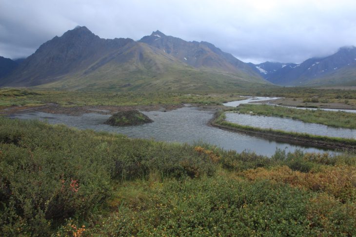 Alaska : Le Parc National Denali à pied