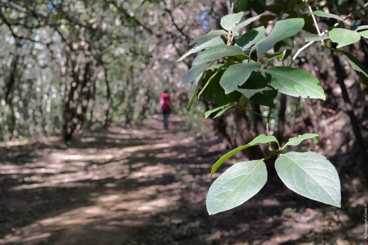 Randonnées dans le parc naturel rural d’Anaga à Tenerife