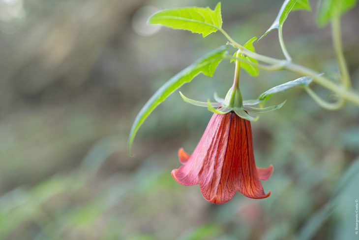 Randonnées dans le parc naturel rural d’Anaga à Tenerife