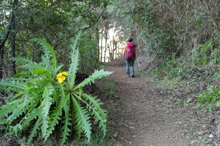 Randonnées dans le parc naturel rural d’Anaga à Tenerife