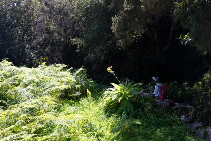 Randonnées dans le parc naturel rural d’Anaga à Tenerife