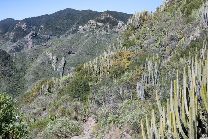 Randonnées dans le parc naturel rural d’Anaga à Tenerife