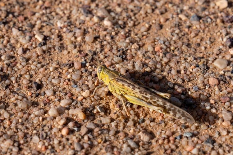 Criquet pèlerin, Tassili N'Ajjer