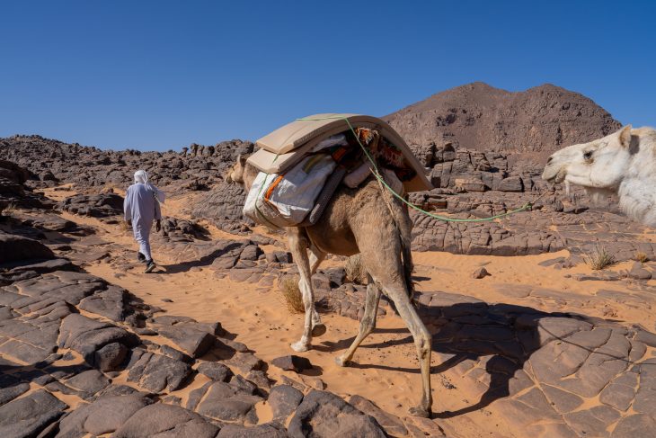 Caravane de dromadaires, tassili N'Ajjer