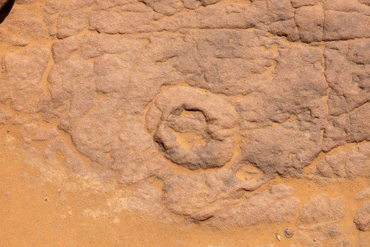 Trilobite, tassili N'Ajjer