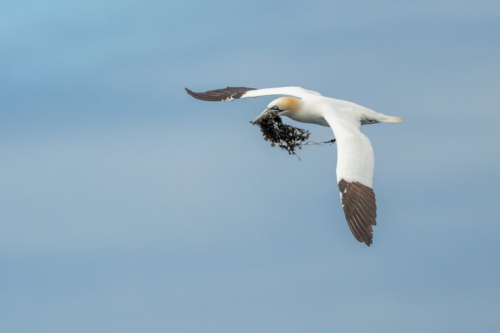 Fou de bassan, Réserve naturelle des Sept îles