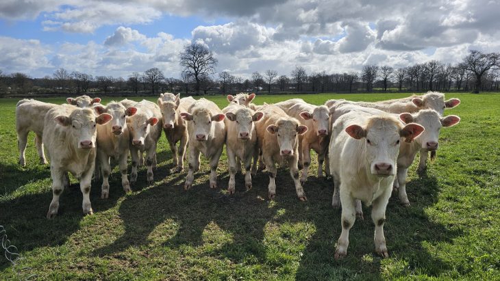 Les vaches, Sentier des Maîtres Sonneurs