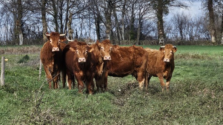 Les vaches, Sentier des Maîtres Sonneurs