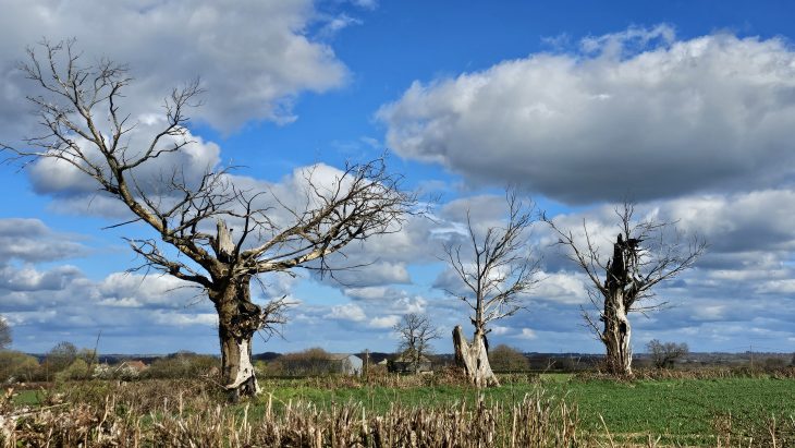 Des trognes au milieu des champs, Sentier des Maîtres Sonneurs