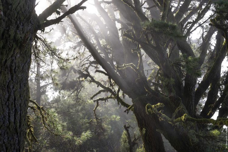 Grande traversée de la Palma par le GR131