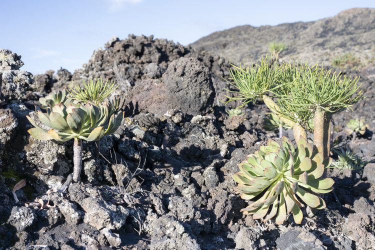 Grande traversée de la Palma par le GR131