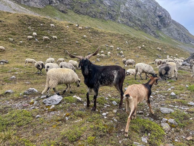 Haute Route Pyrénéenne (HRP) partie 4 - Parc National des Pyrénées